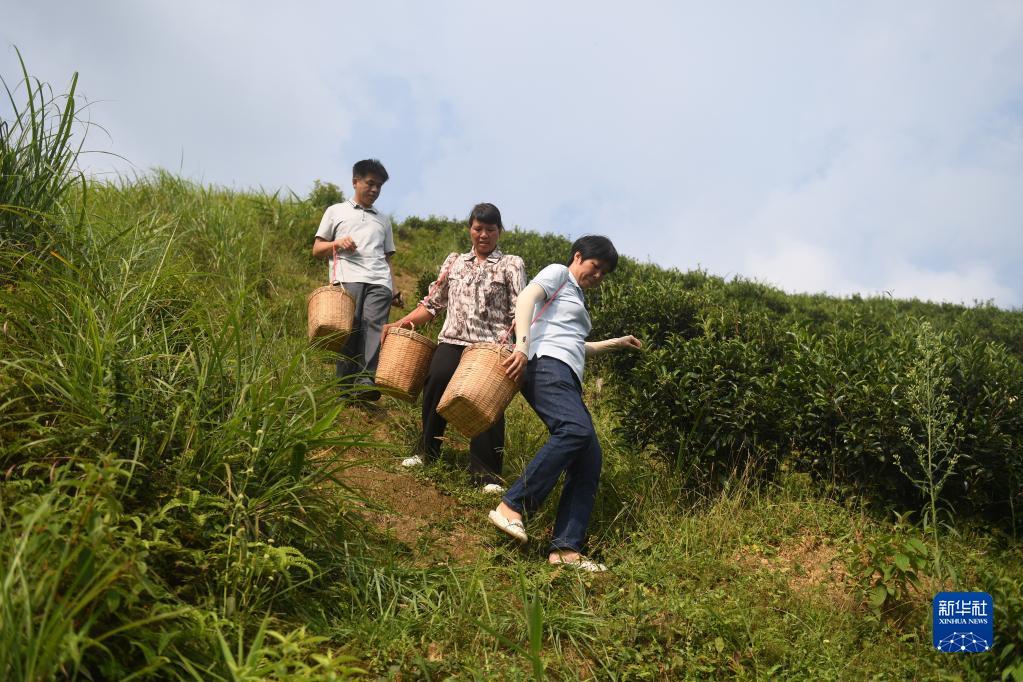 在廣西蒼梧縣六堡鎮(zhèn)山坪村，祝雪蘭（前）和村民采茶后走下茶山（2022年9月22日攝）。新華社記者 陸波岸 攝